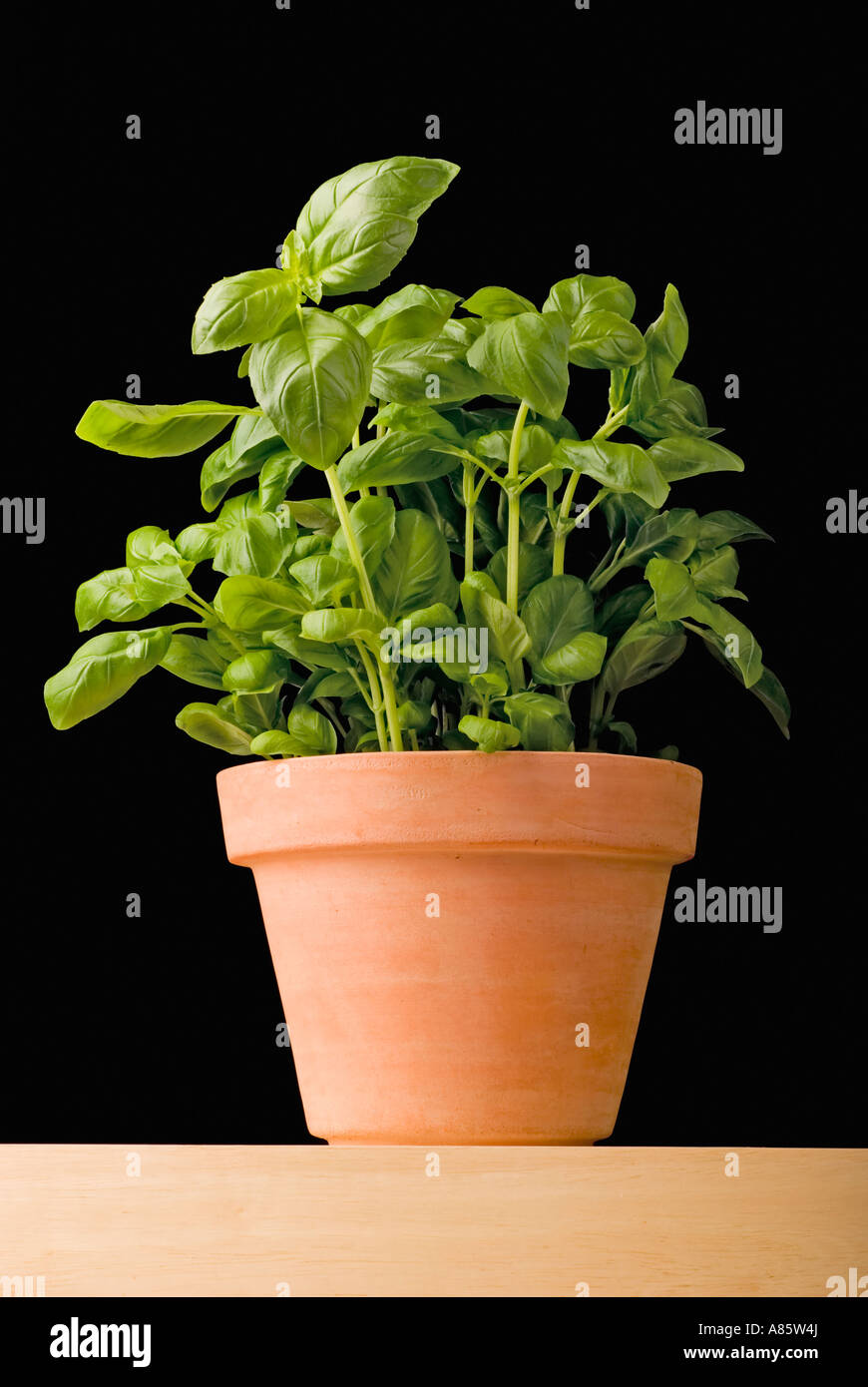 A Basil plant in a terracotta clay pot on black background Stock Photo