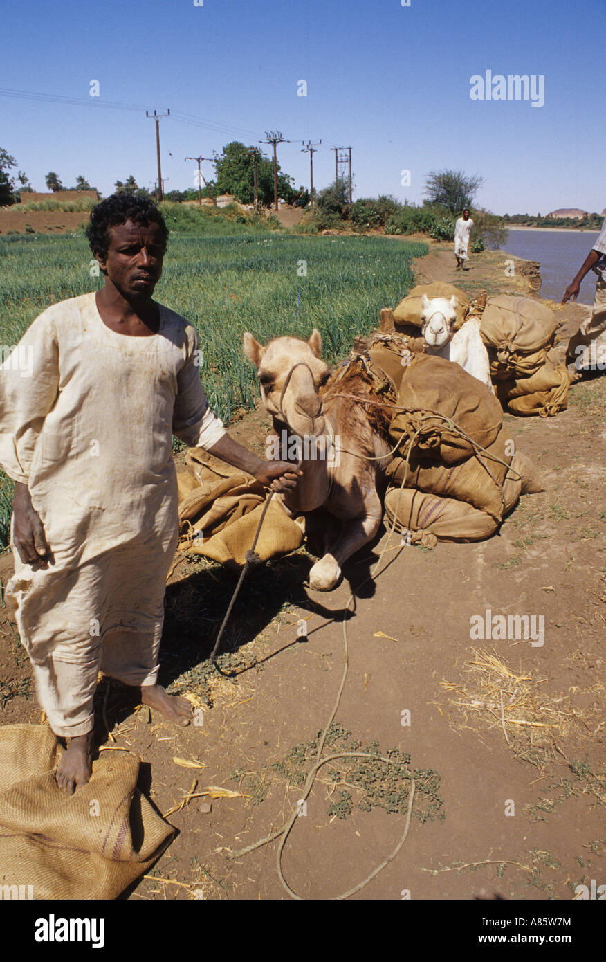 man with camel nuri sudan Stock Photo