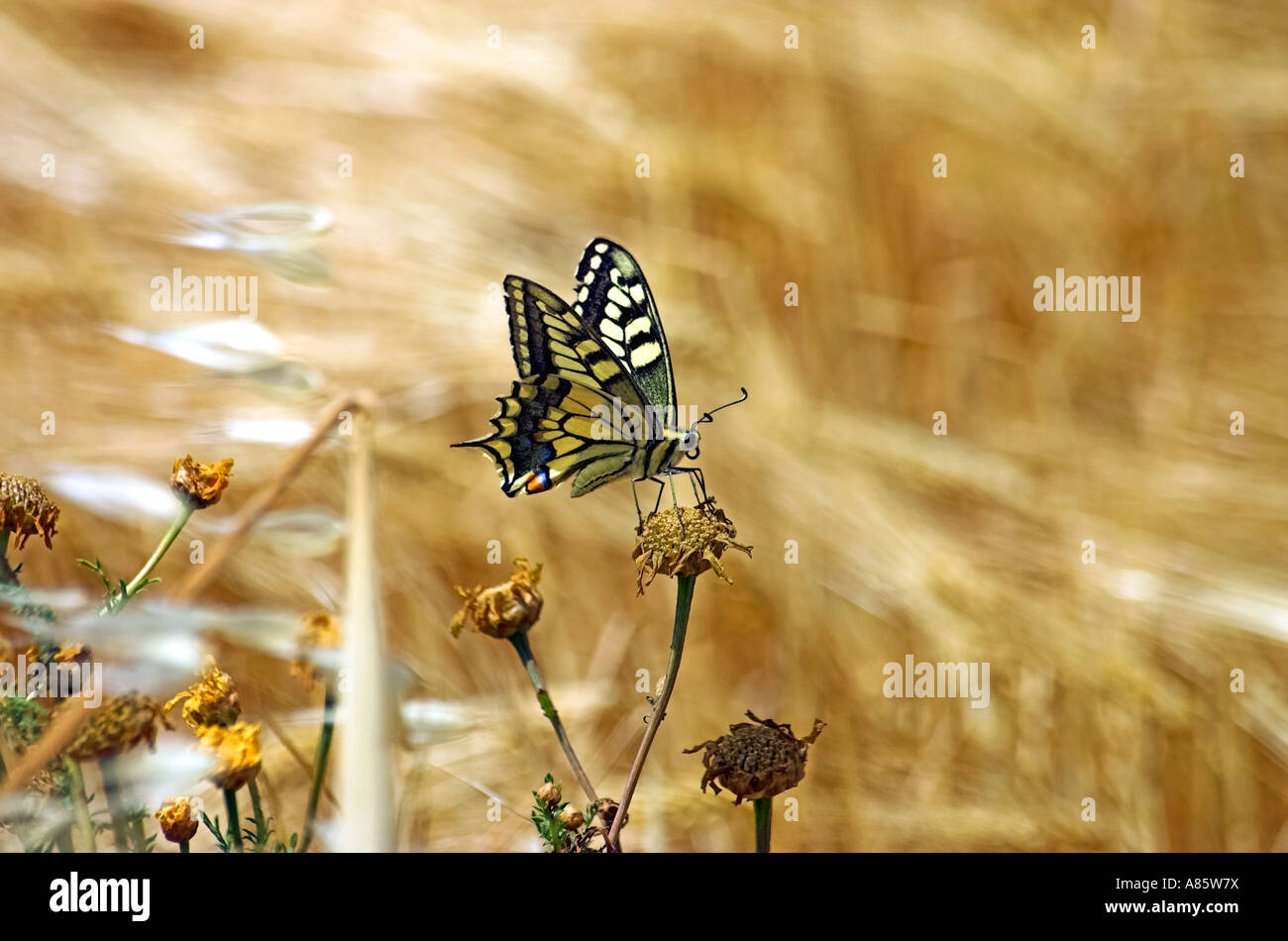 Old World (Common Yellow) Swallowtail Butterfly Stock Photo