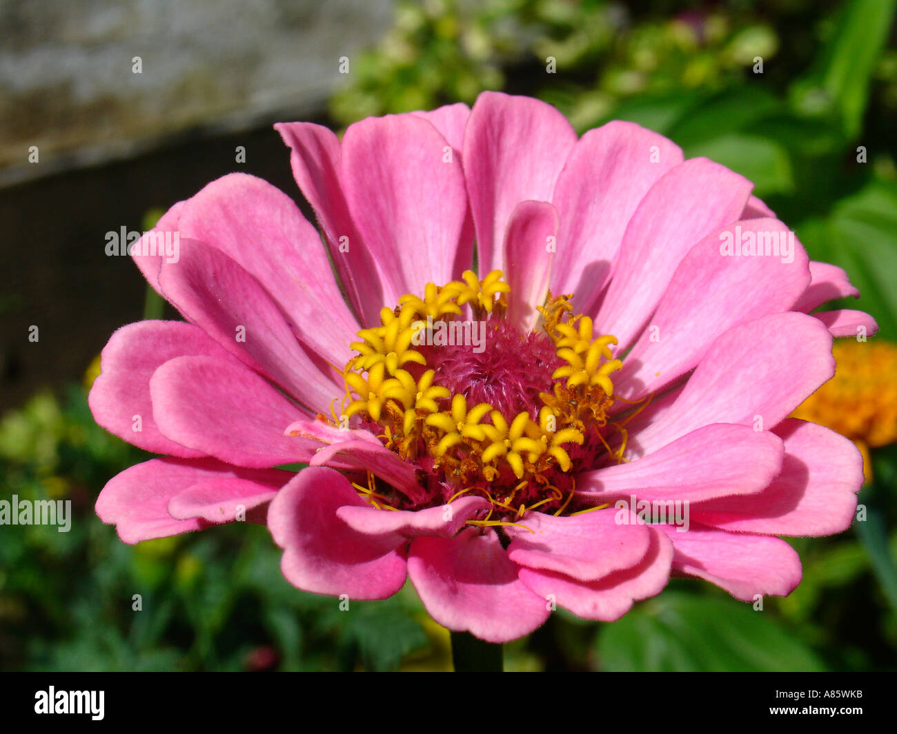 Closeup photo of beautiful pink zinnia flower with yellow center in a