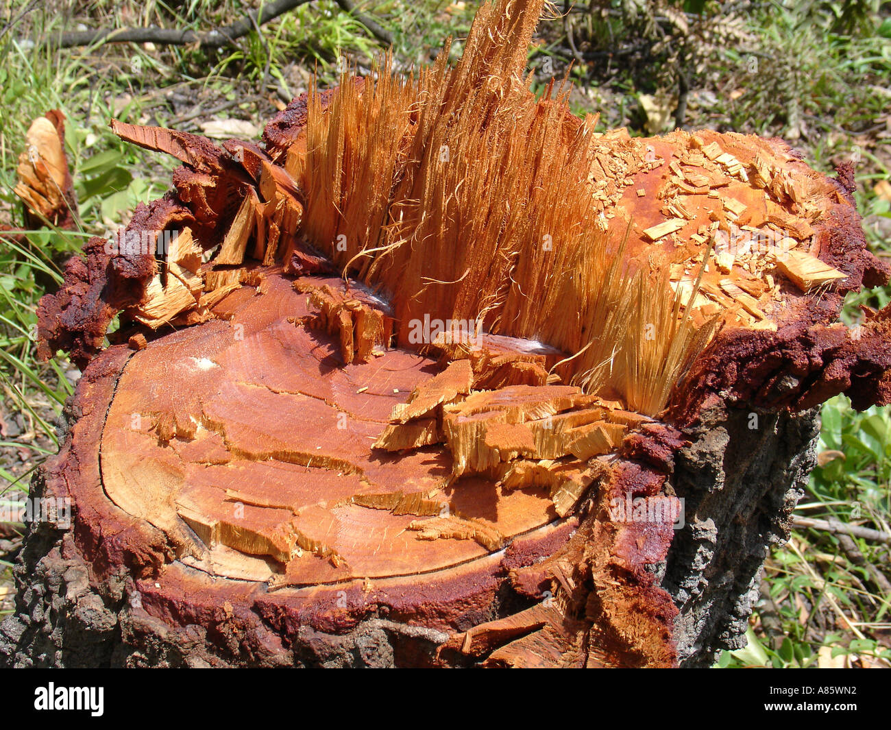 Miombo dry forests hi-res stock photography and images - Alamy