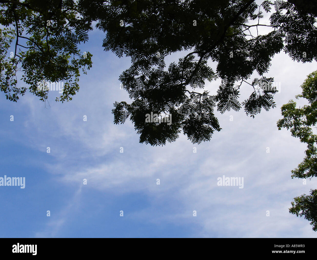 Typical trees vegetation against blue sky and clouds in Miombo forest ...