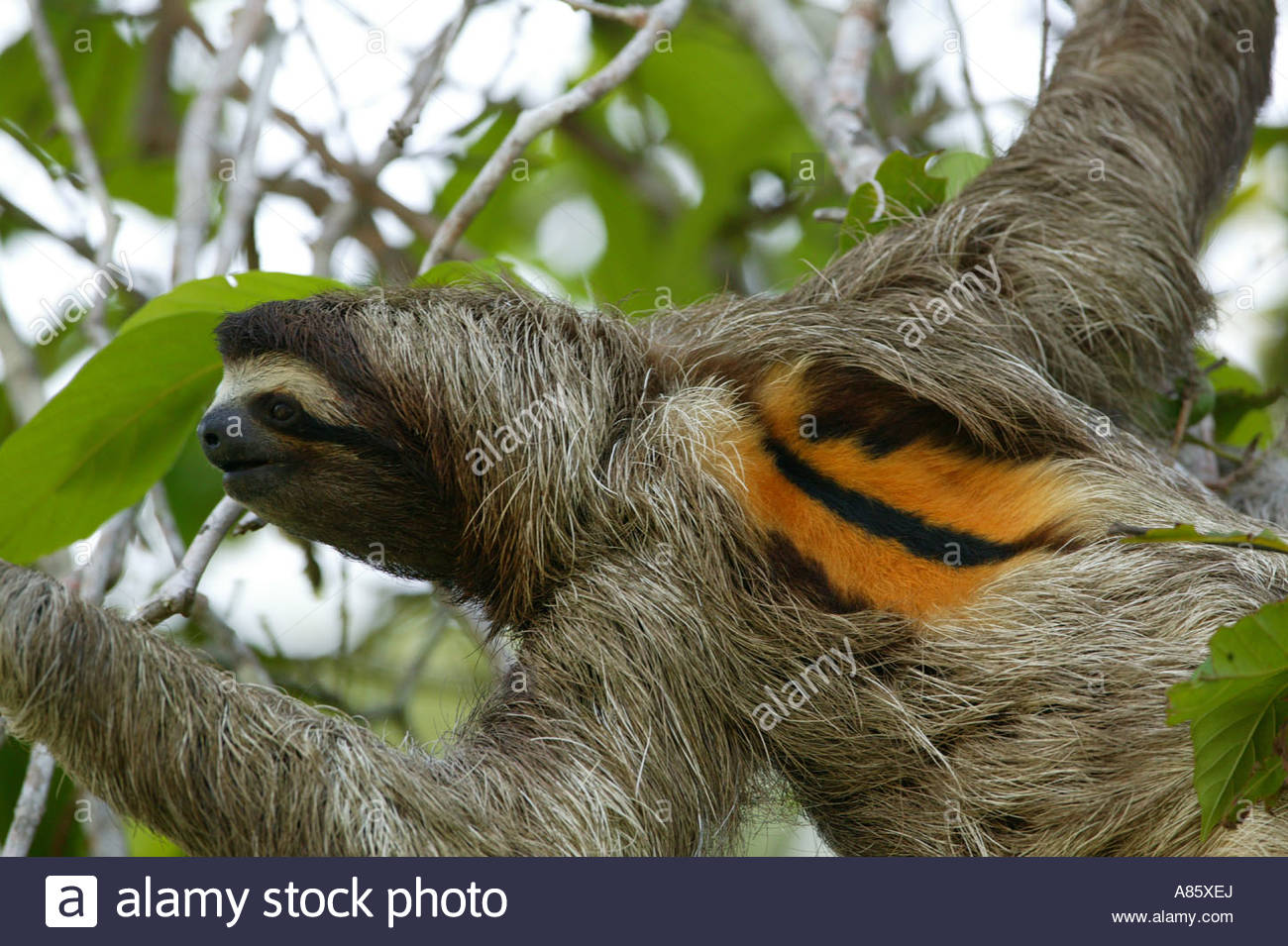 Brown Throated Three Toed Sloths Stock Photos & Brown Throated Three