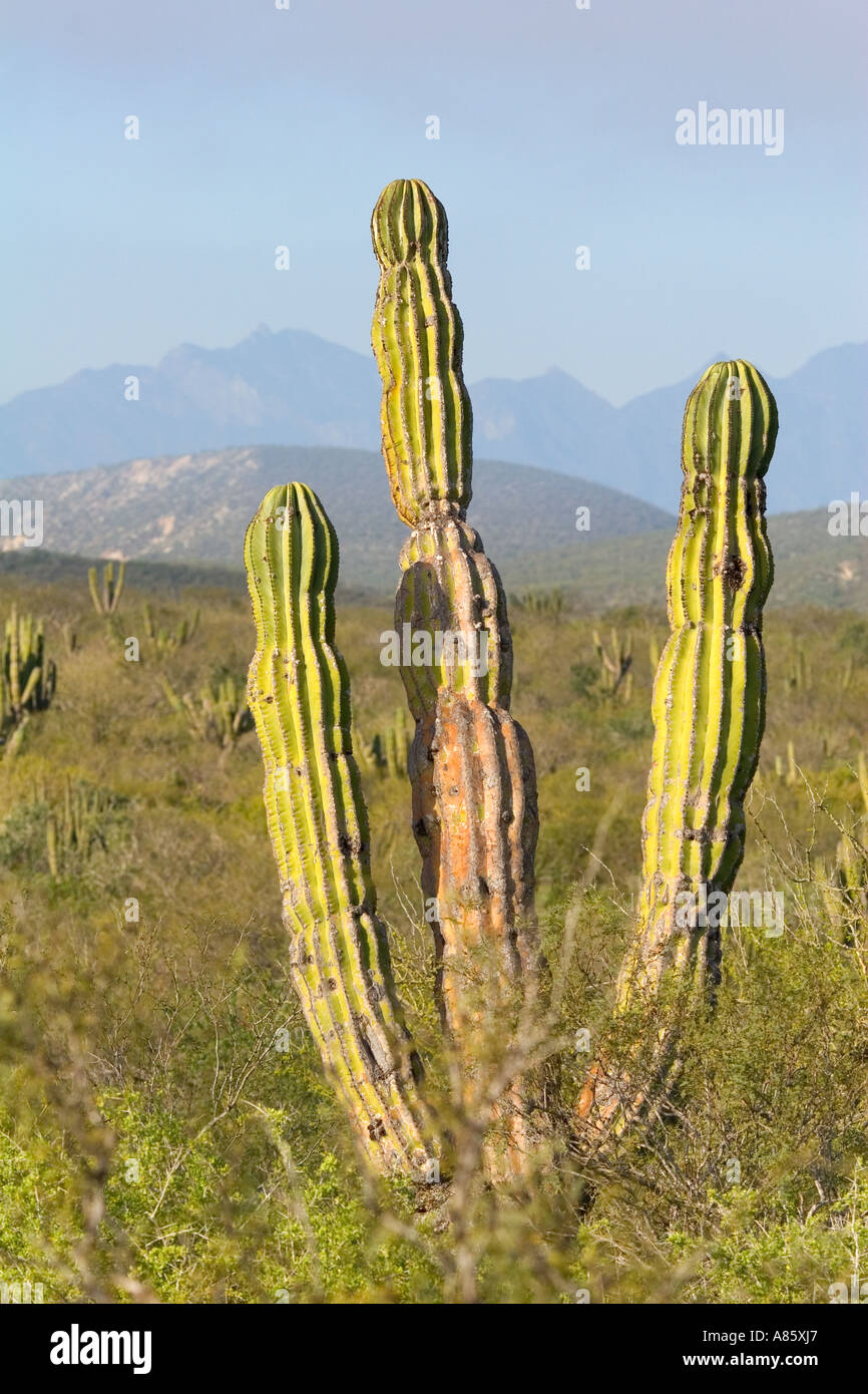 Cactus in cabo san lucas hires stock photography and images Alamy
