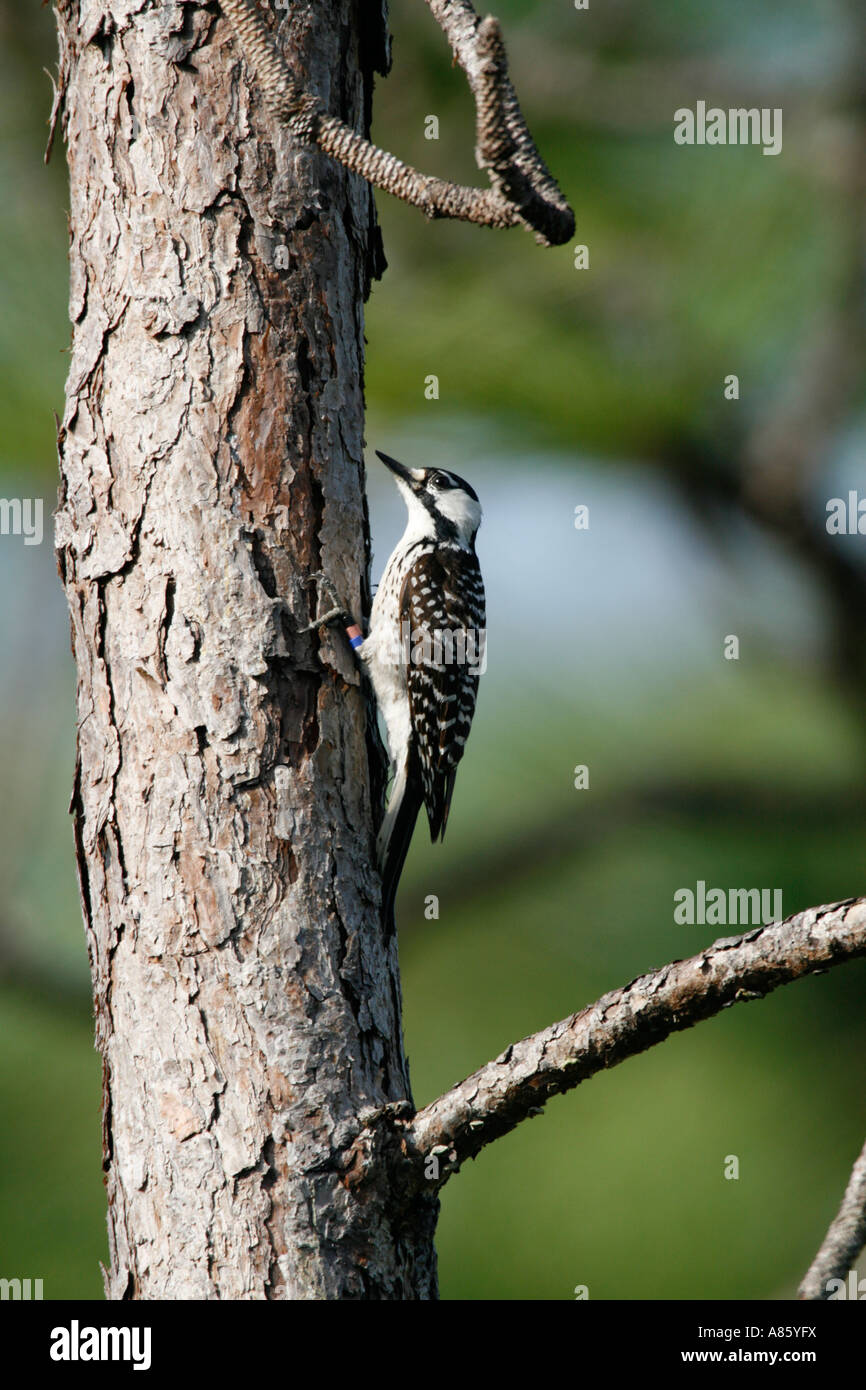Red-cockaded Woodpecker - Endangered Species - Vertical Stock Photo