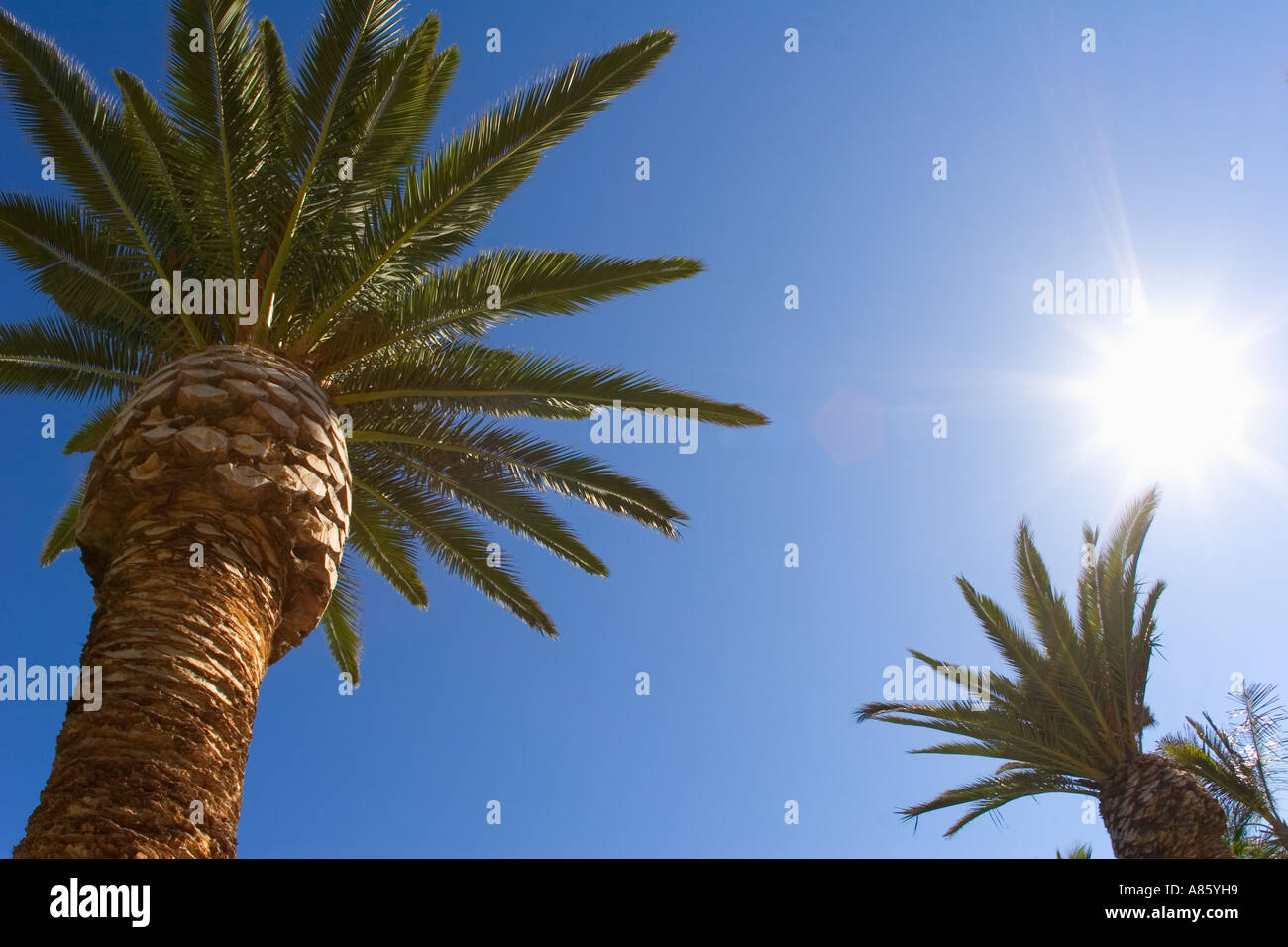 Palm trees Palmilla resort Cabo San Lucas Mexico Stock Photo 6856024