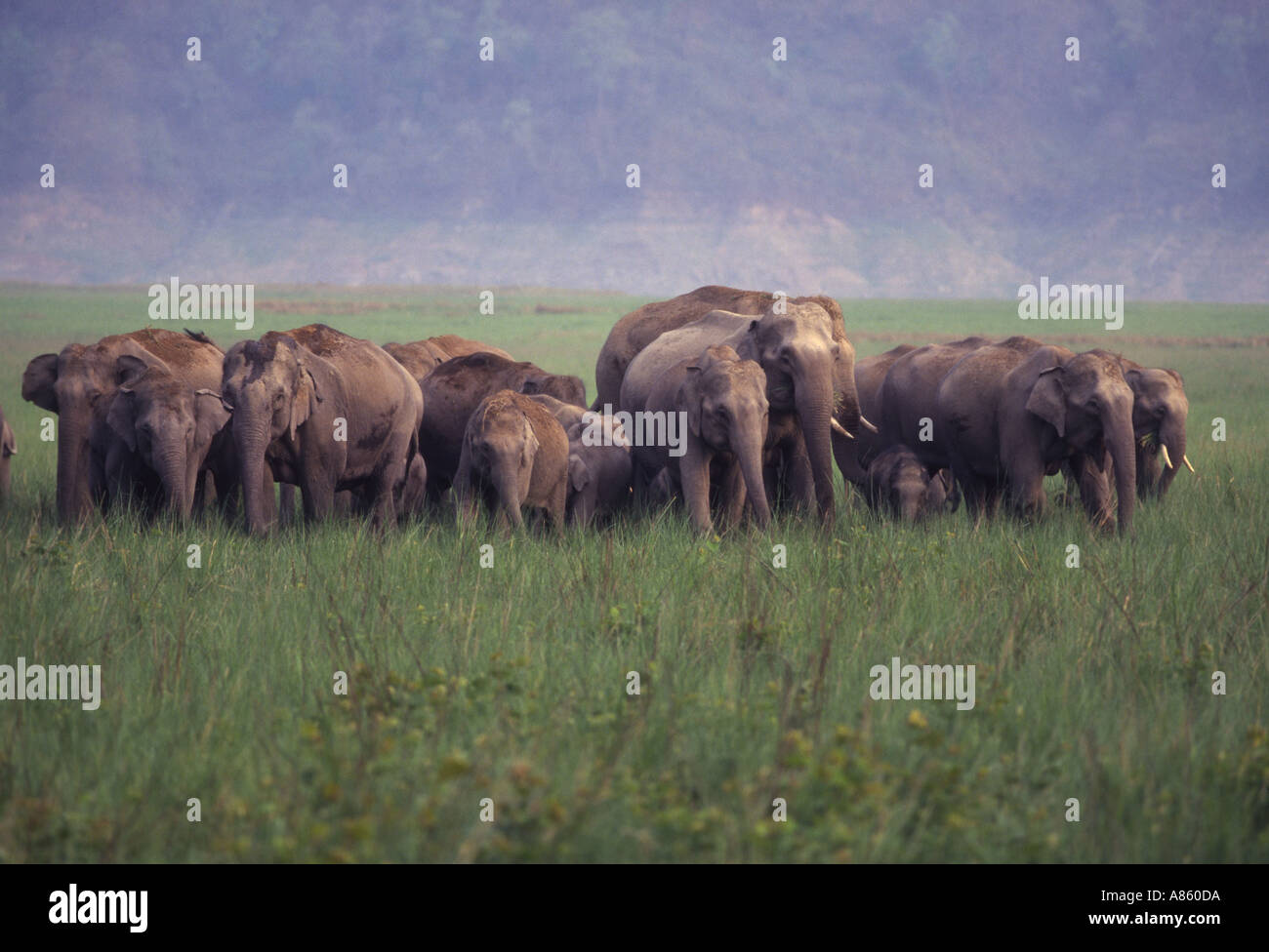 Elelphant herd in Corbett Stock Photo