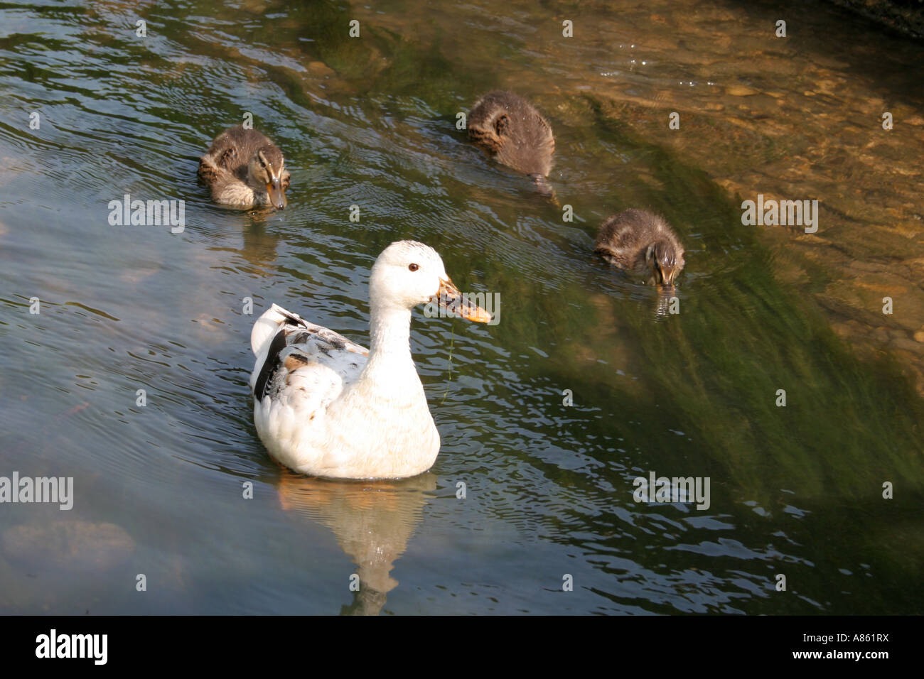 A white duck being followed by ducklings in Bibury Gloucestershire. Stock Photo