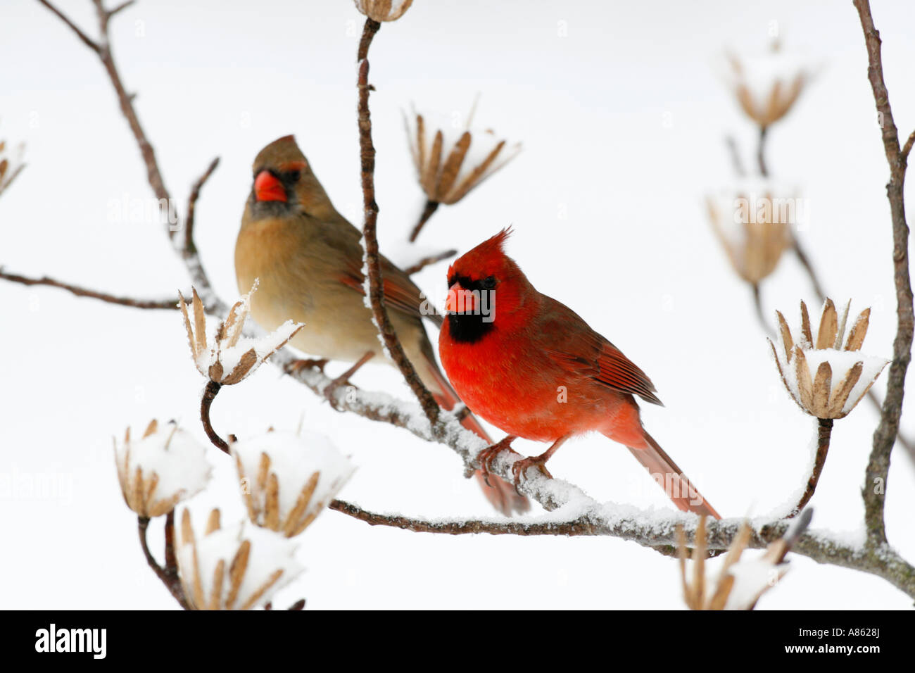 Male and Female Cardinals in Snowy Tulip Tree Stock Photo