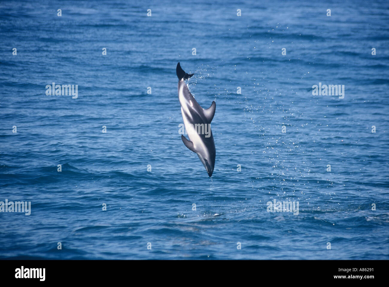 Dusky Dolphin Kaikoura South Island New Zealand Stock Photo