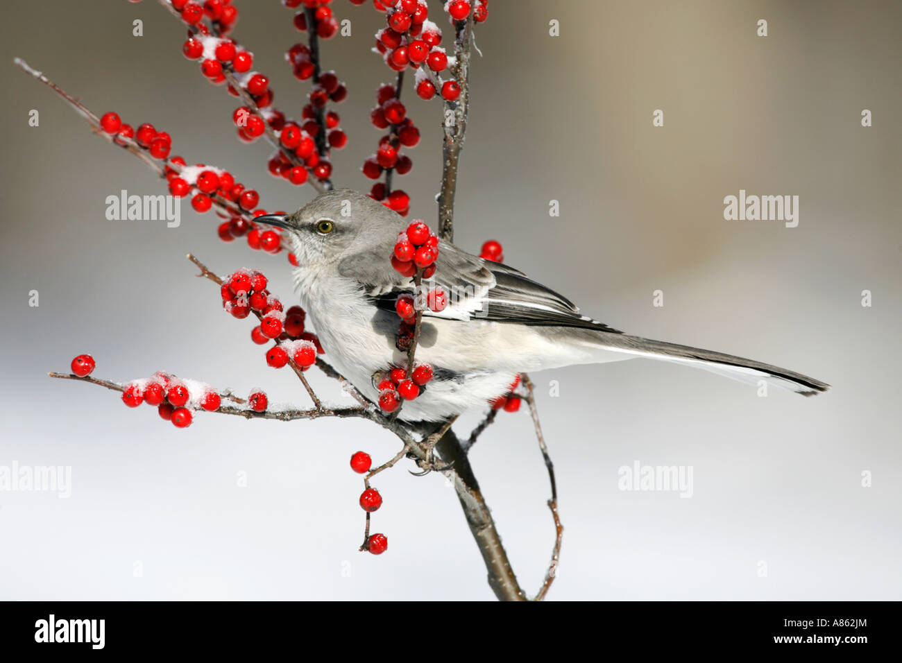 Winterberry bird hires stock photography and images Alamy