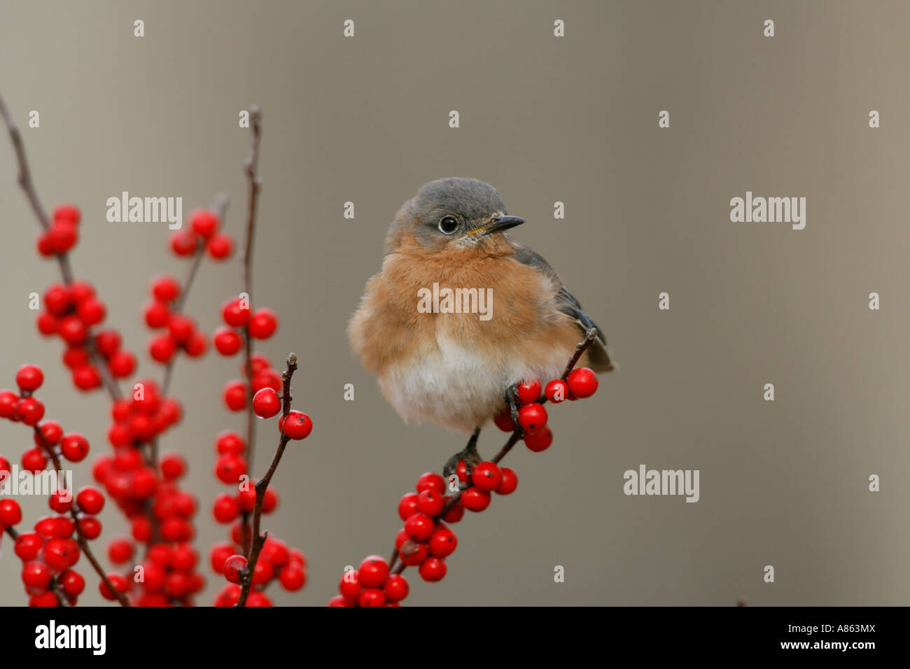 Eastern Bluebird on Winterberry Stock Photo