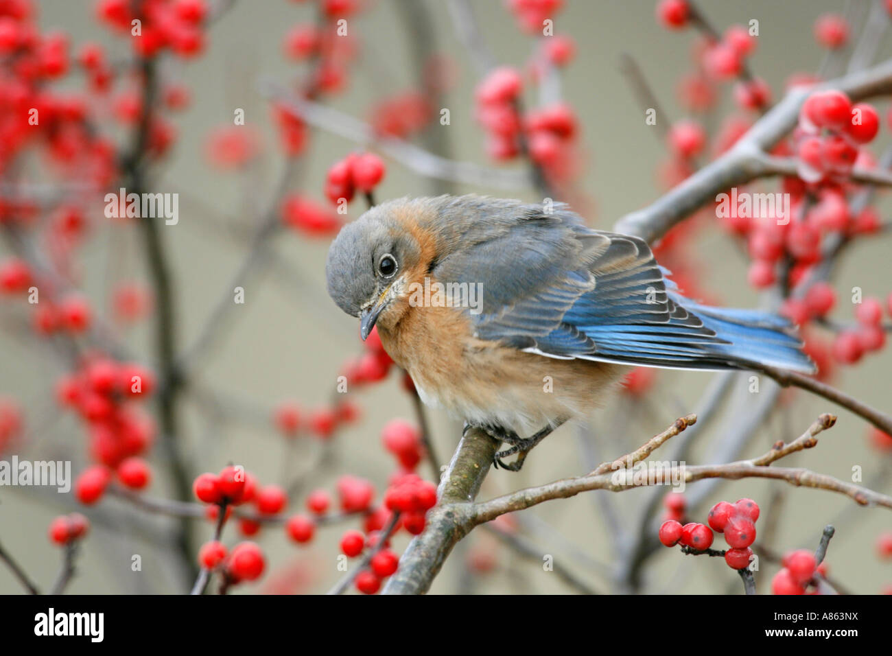 Eastern Bluebird on Winterberry Stock Photo