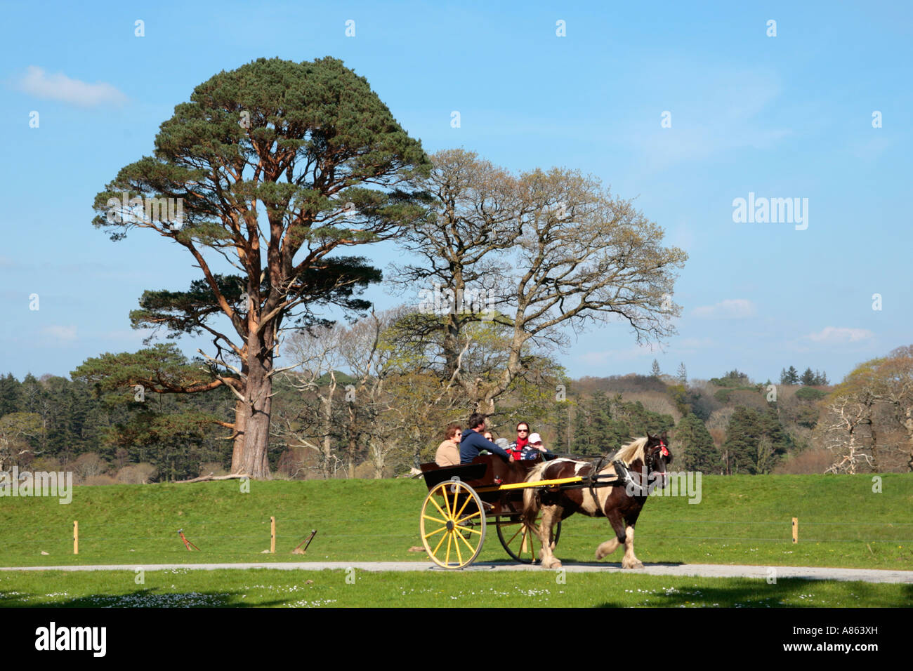 Horse Drawn Carriage At Killarney National Park In County Kerry