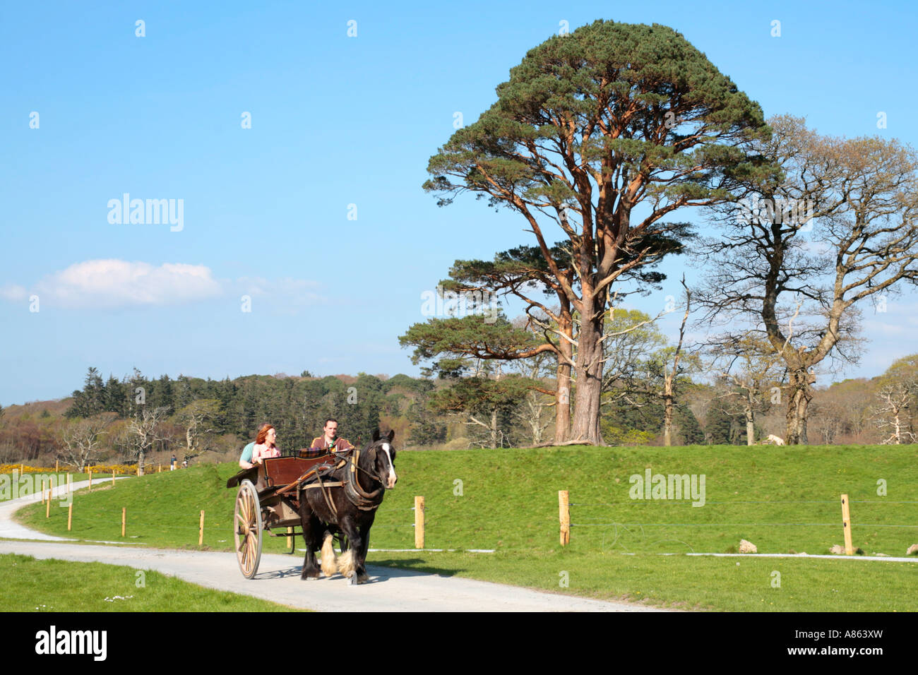 Horse Drawn Carriage At Killarney National Park In County Kerry