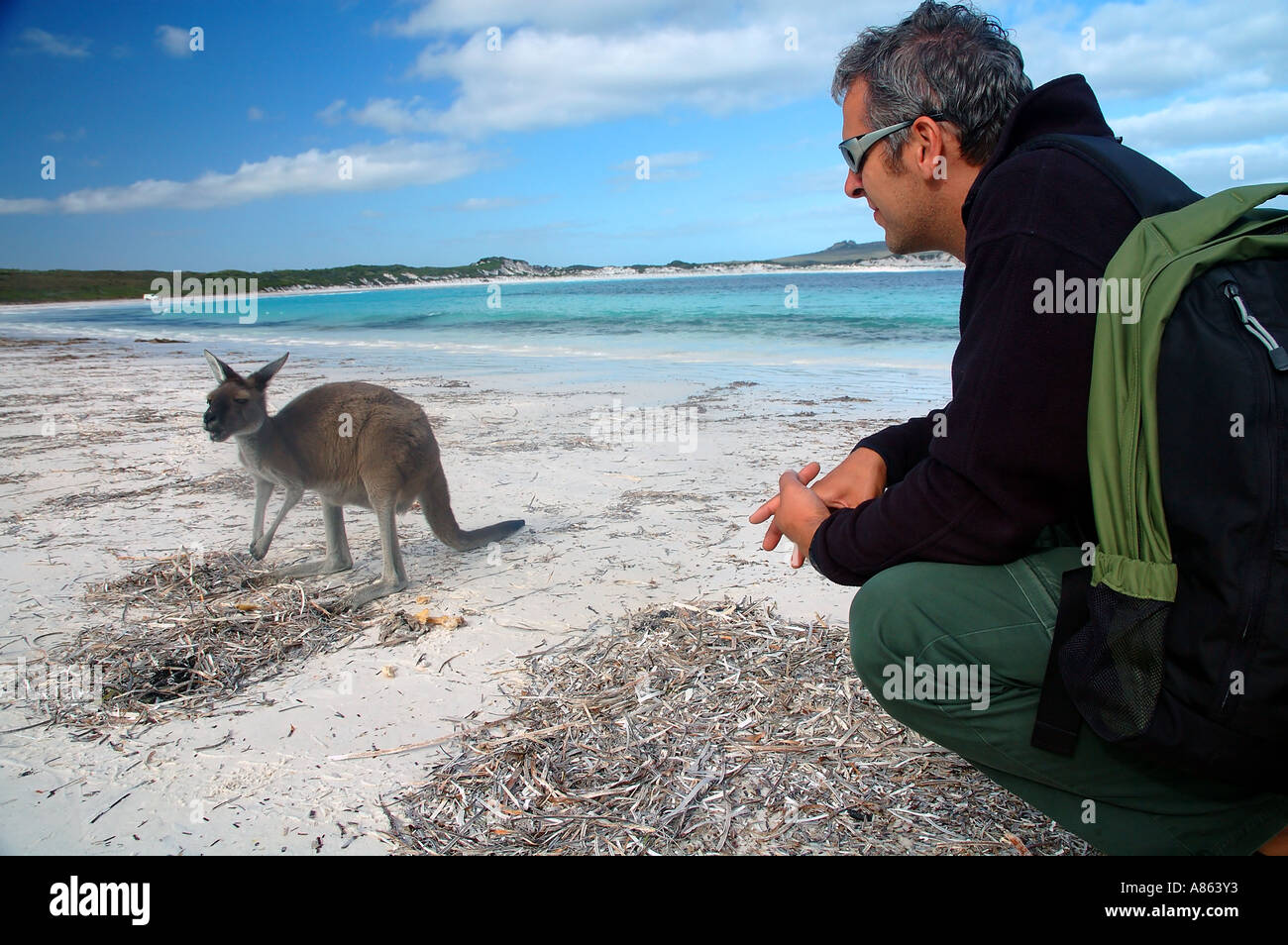 Tourist with  kangaroo on the beach, Lucky Bay, Cape Le Grand National Park, Esperance, Western Australia Stock Photo