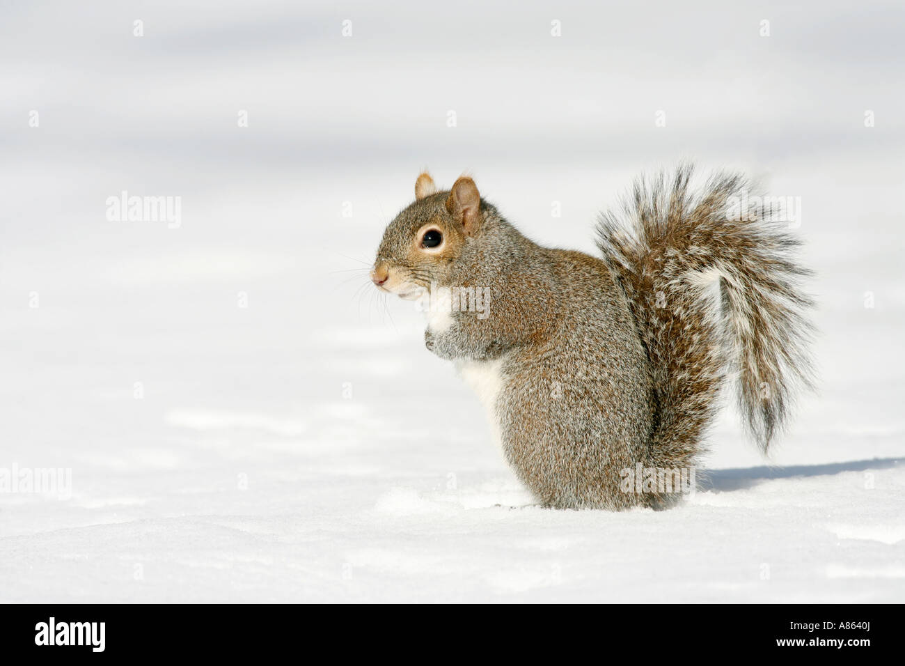 Eastern Gray Squirrel in Snow Stock Photo