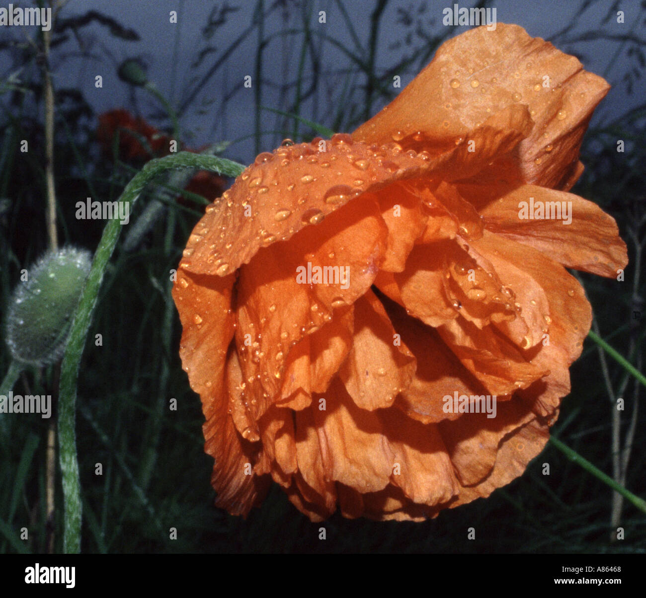 poppys after the rain Stock Photo - Alamy