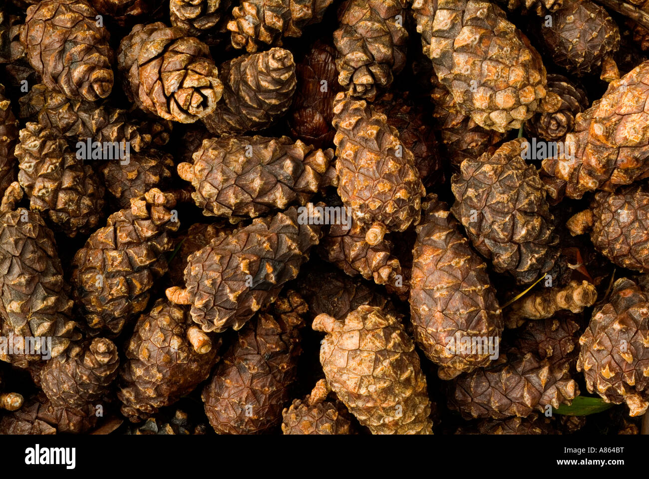 Pine cones fallen at the base of a pine tree create an interesting nature image shot in the english lake district during autumn Stock Photo