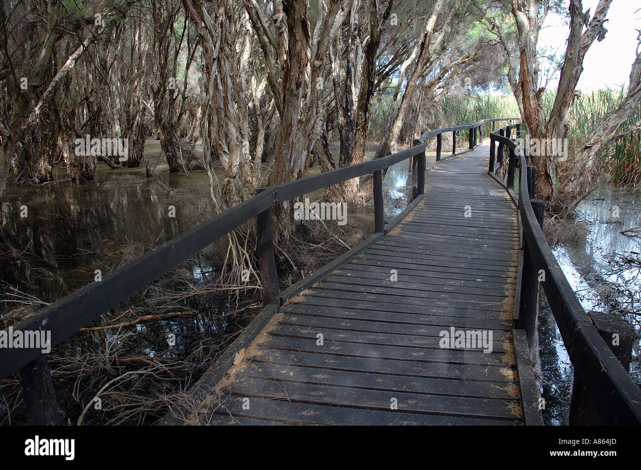 Olive Seymour walk trail through rehabilitated wetlands Herdsman Lake Reserve Perth Western Australia Stock Photo