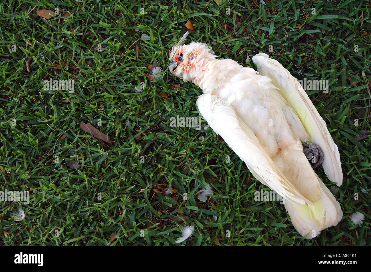 Native Australian parrot corella killed by feral predator cat or fox or dog in the suburbs Perth Western Australia Stock Photo