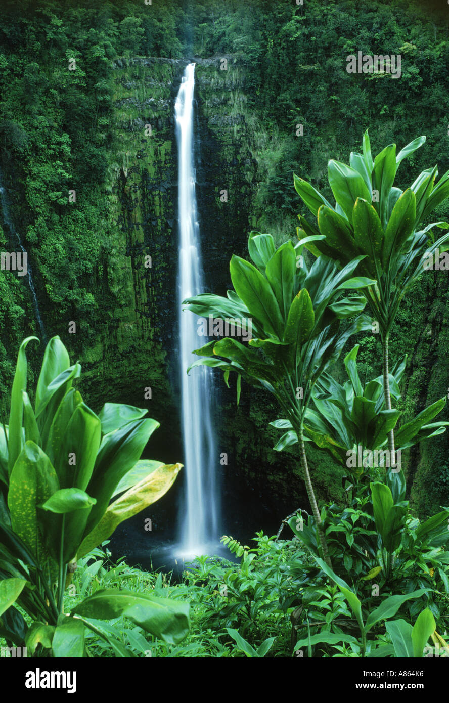Lush rainforests big island hawaii hi-res stock photography and images ...