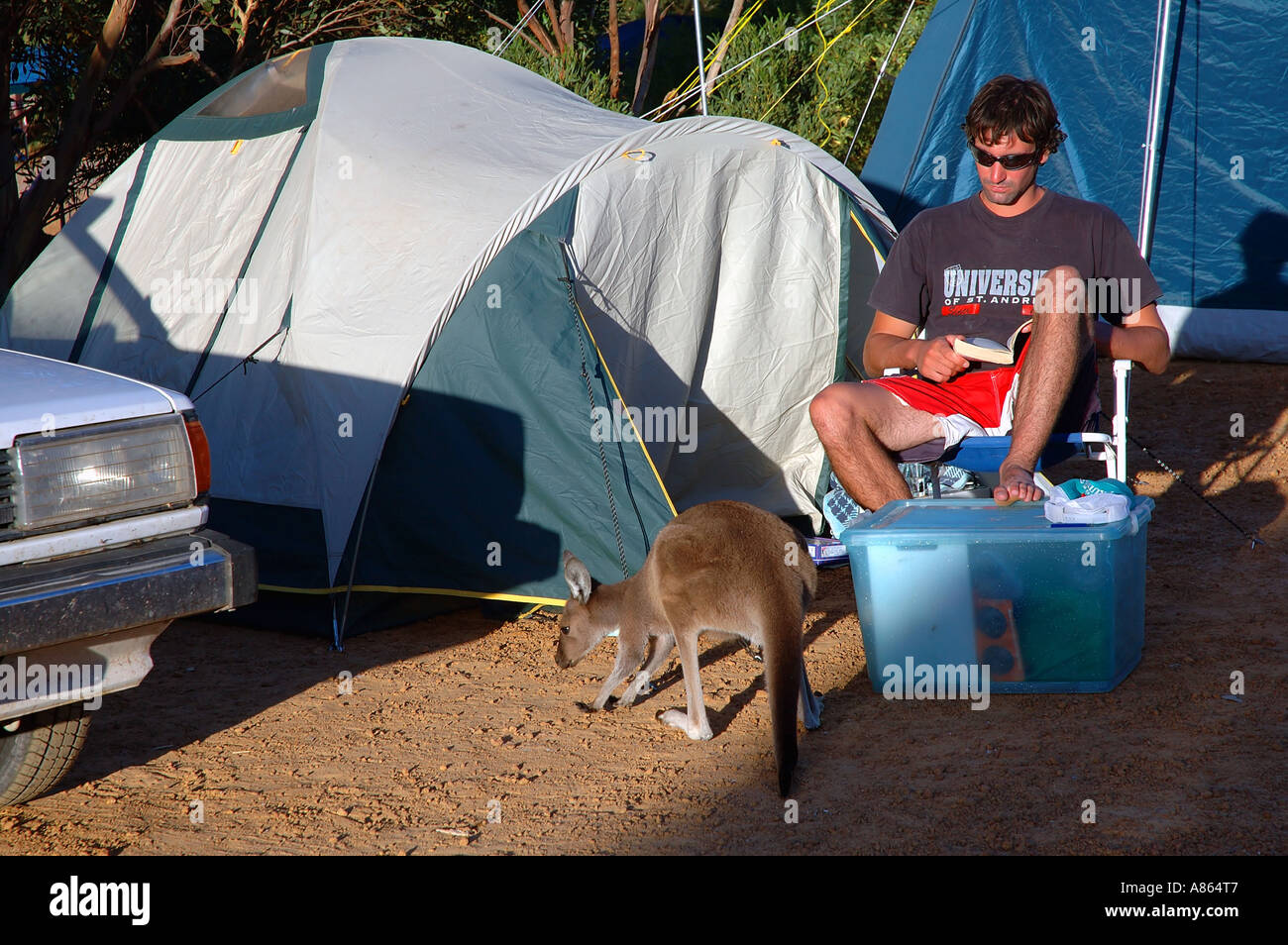Western grey kangaroo Macropus fuliginosus investigating campsite Stock Photo