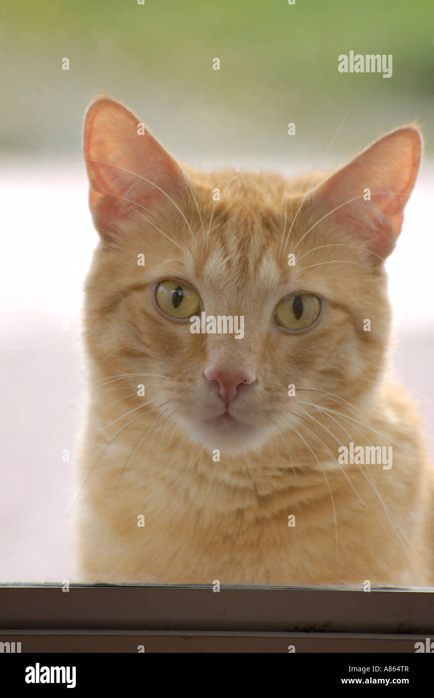 Orange mackerel tabby cat looking through a glass door as it impatiently waits for someone to let it in the house Stock Photo Alamy