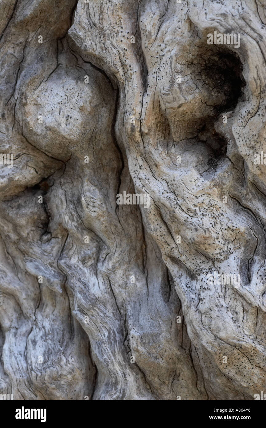 Raintree bark Lonchocarpus capassa Stock Photo