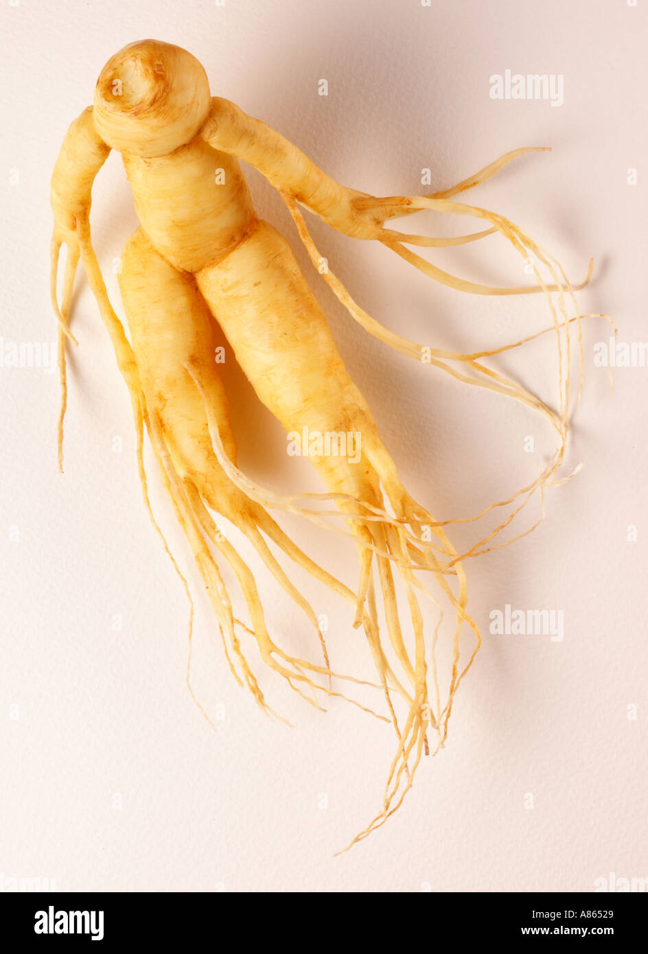 Ginseng plants hi-res stock photography and images - Alamy