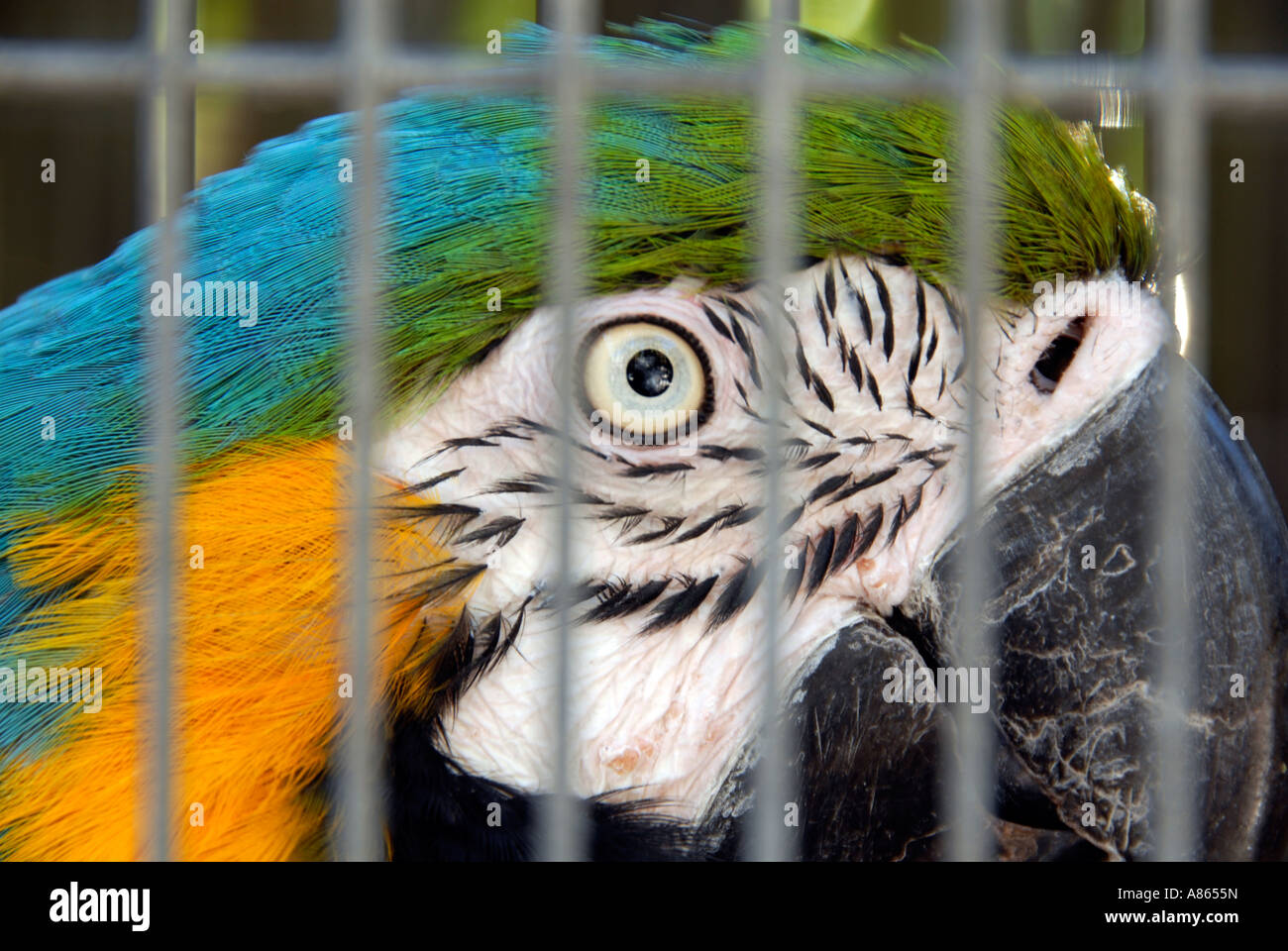 View of Orange and blue macaw in cage Stock Photo - Alamy