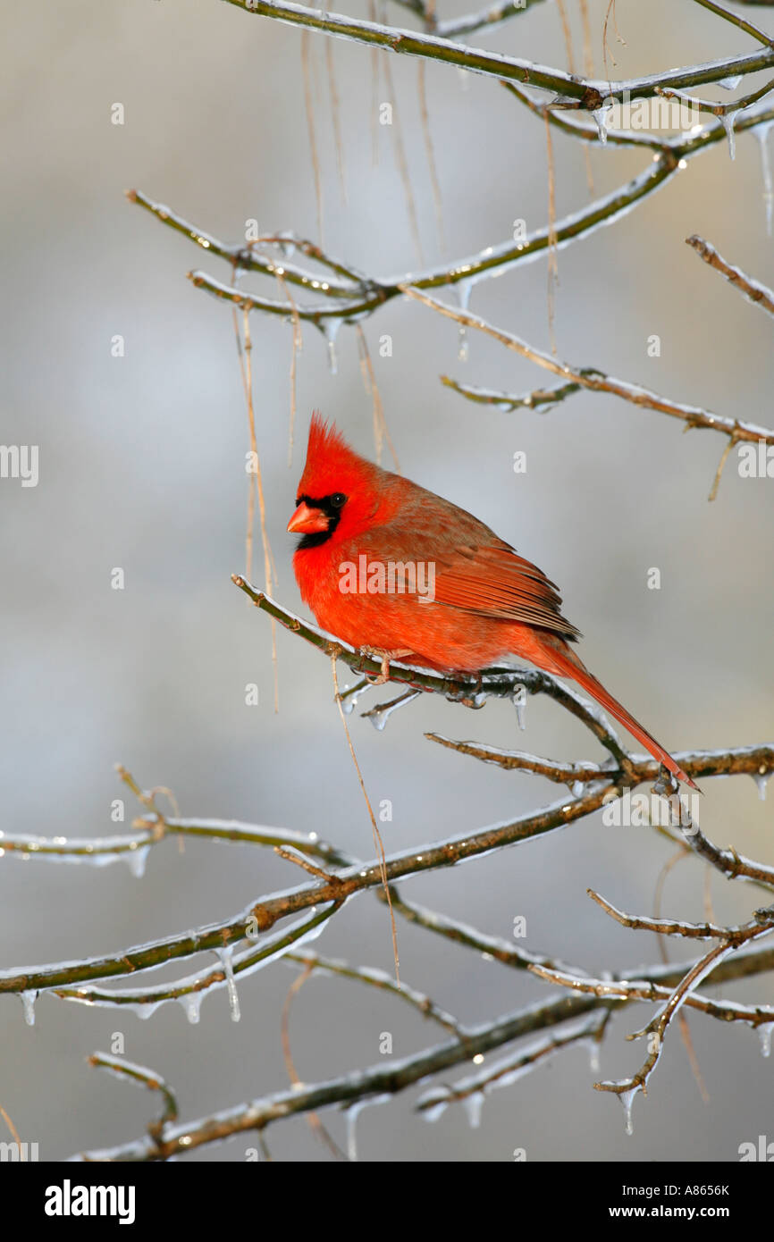 Cardinal clip art hi-res stock photography and images - Alamy