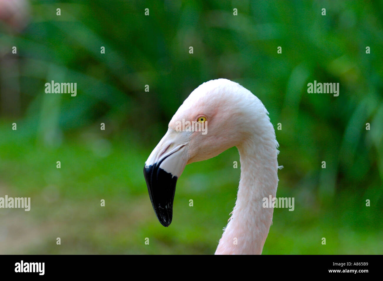 Phoencopterus chilensis hi-res stock photography and images - Alamy
