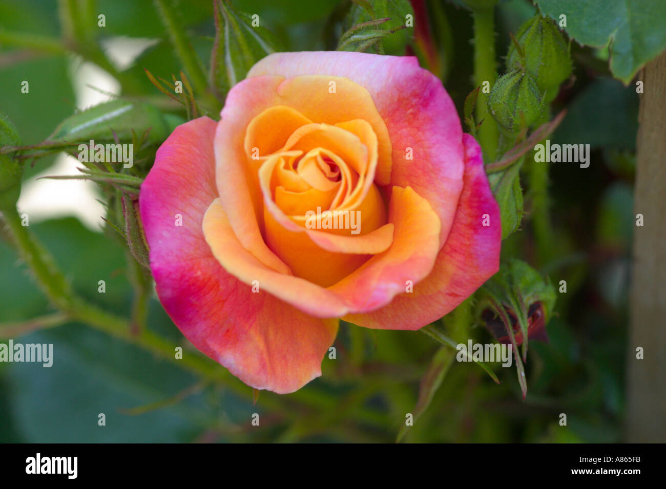 Beautiful long stemmed rose hi-res stock photography and images - Alamy