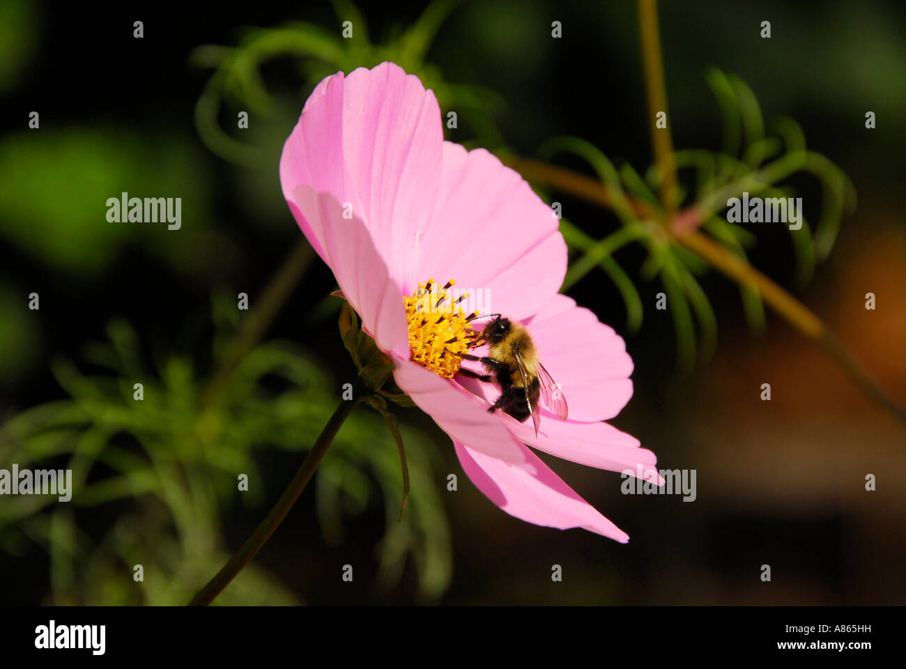 Mexican Aster and honey bee Stock Photo