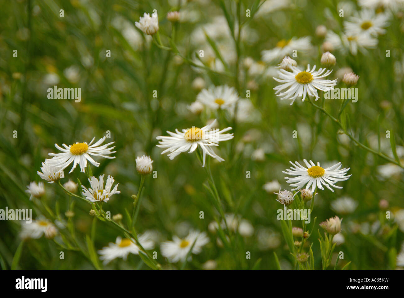 Bushy aster Stock Photo