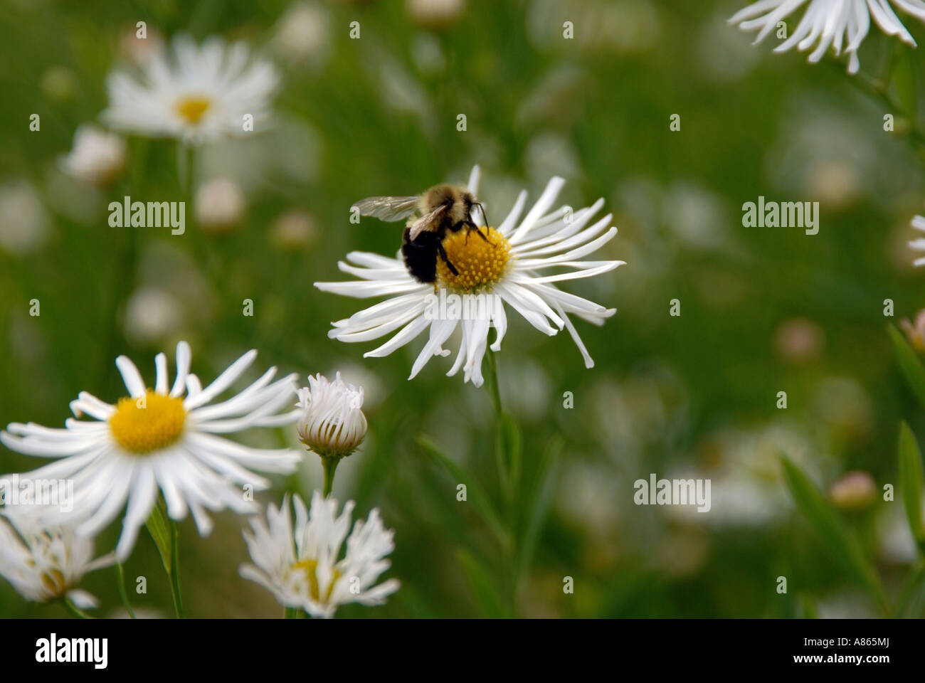 Bushy aster with bee Stock Photo