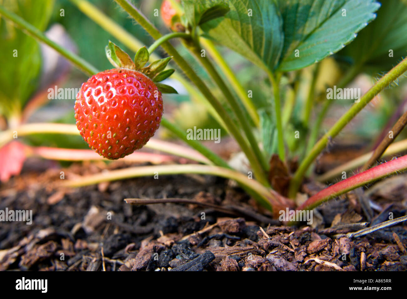 one strawberry grows in a garden Stock Photo - Alamy