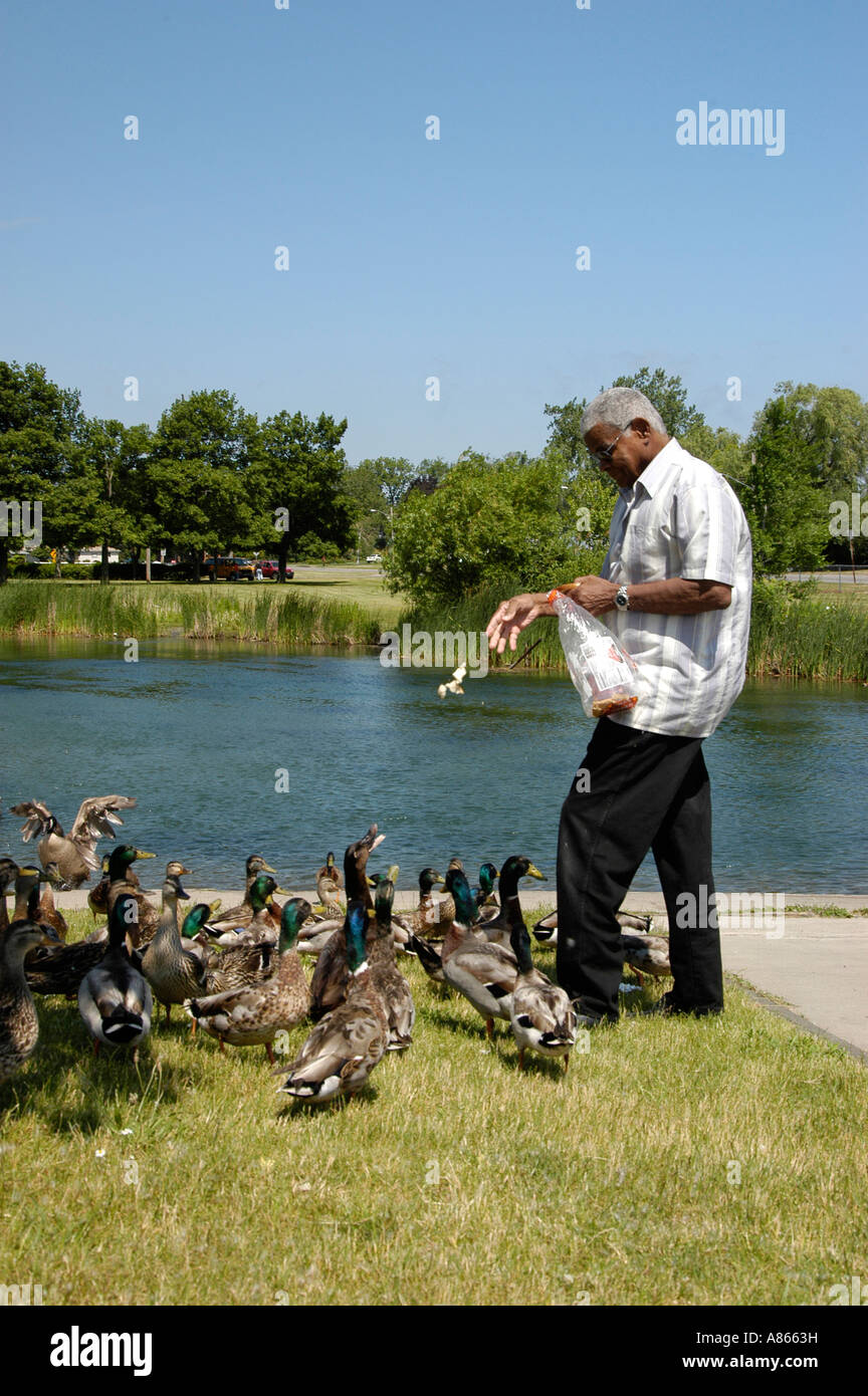 Mature man feeding ducks Stock Photo - Alamy