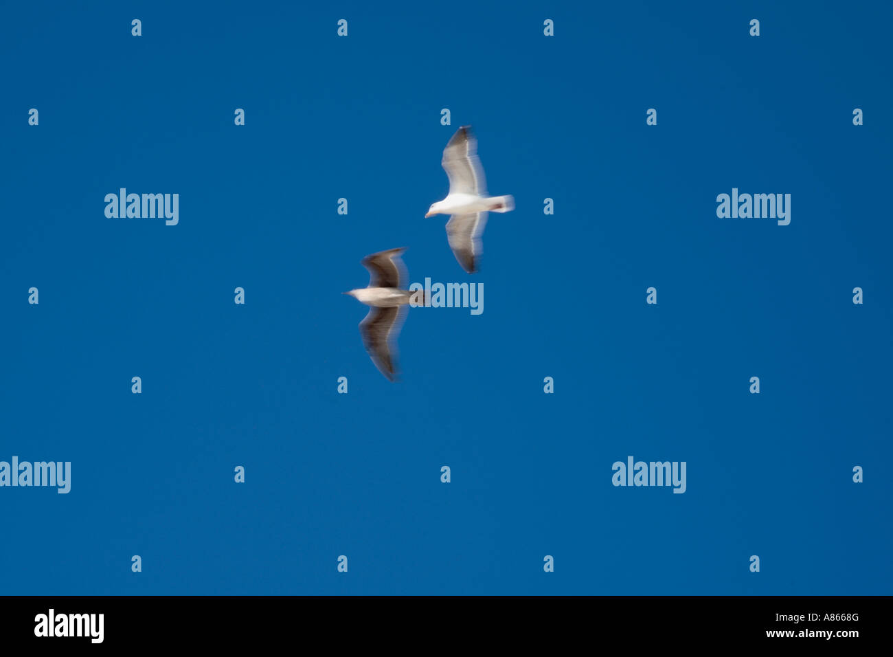 Seagulls in Flight Stock Photo - Alamy