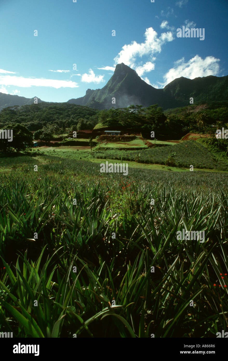 Pineapple plantation Moorea French Polynesia Stock Photo Alamy