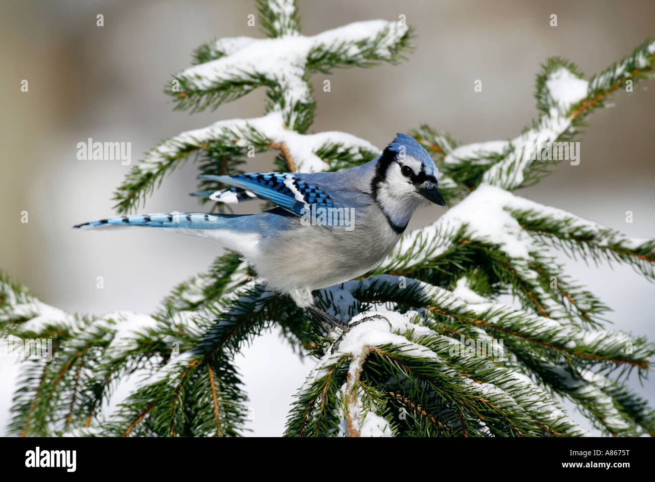 Blue Jay Perched in Snow Covered Spruce Stock Photo