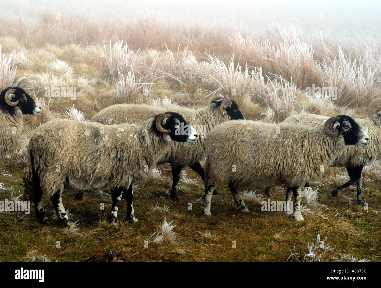 Swaledale sheep on frost covered moors Stock Photo