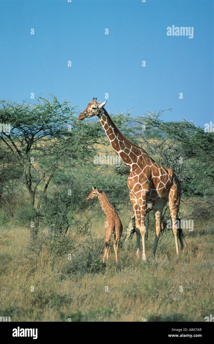 Female Reticulated Giraffe with young baby Samburu National Reserve Kenya Stock Photo