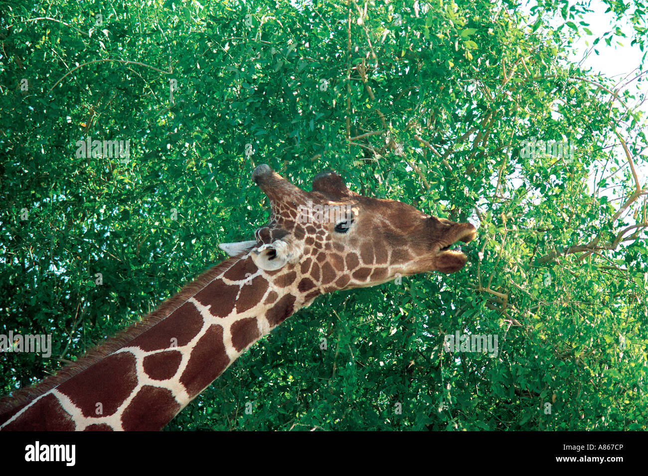 Close up of Reticulated Giraffe eating in Toothbrush tree Salvadora persica Samburu National Reserve Kenya Stock Photo