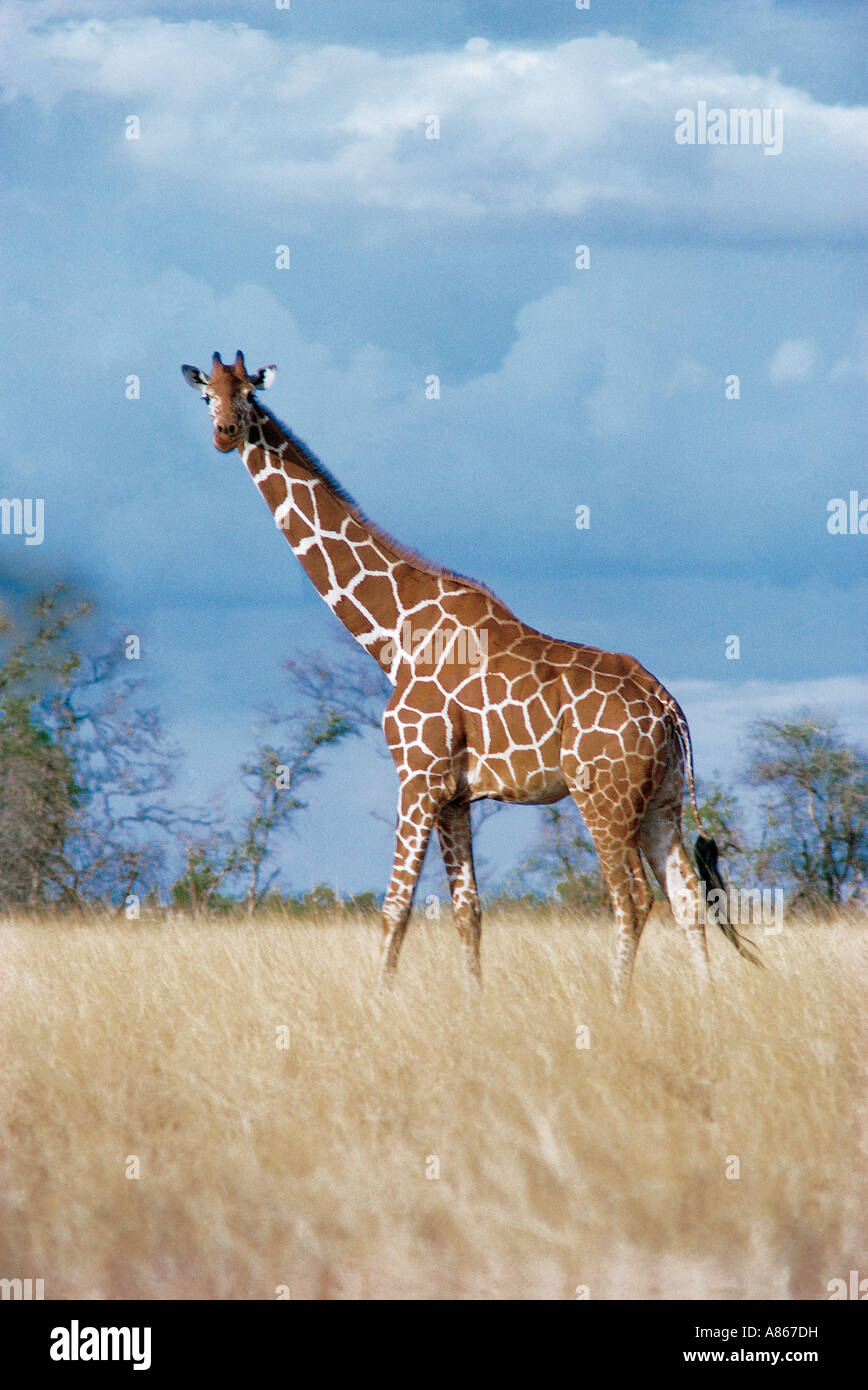 Reticulated Giraffe in open grassland with open sky Samburu National Reserve Kenya Stock Photo