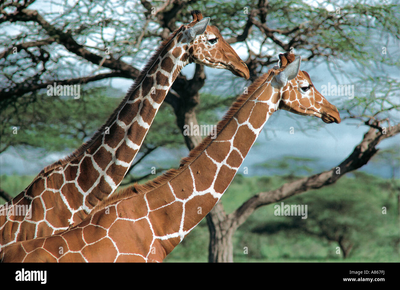 Close up of two Reticulated Giraffe in attentive posture adopted when seeing a predator Samburu National Reserve Kenya Stock Photo