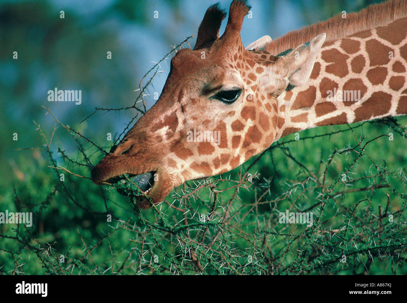 Reticulated Giraffe feeding on Acacia tree Samburu National Reserve Kenya Stock Photo