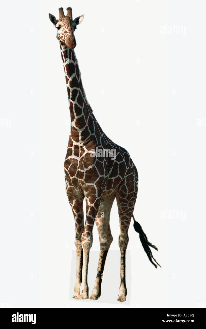 Cut out of Reticulated Giraffe Stock Photo