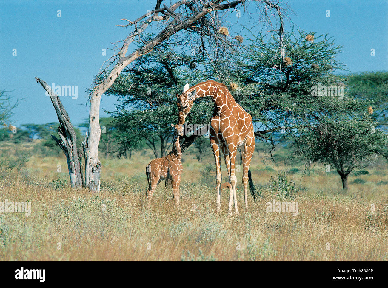 Female Reticulated Giraffe licking her baby Samburu National Reserve Kenya Stock Photo